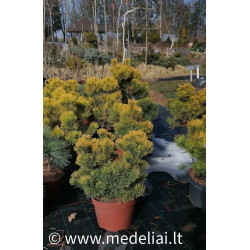 Pušis kalninė (Pinus mugo) 'Winter Gold'