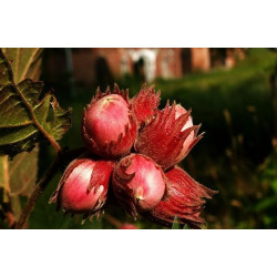 Lazdynas paprastasis (Corylus avellana) 'Sirena'