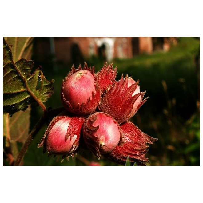 Lazdynas paprastasis (Corylus avellana) 'Sirena'