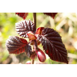 Lazdynas paprastasis (Corylus avellana) 'Sirena'