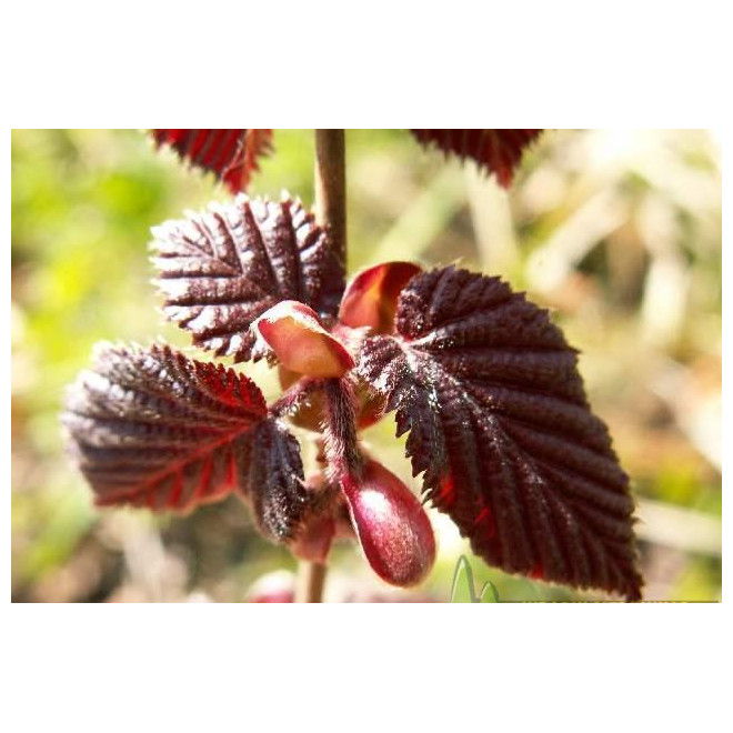 Lazdynas paprastasis (Corylus avellana) 'Sirena'