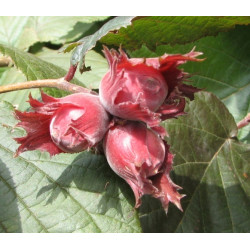 Lazdynas paprastasis (Corylus avellana) 'Sirena'