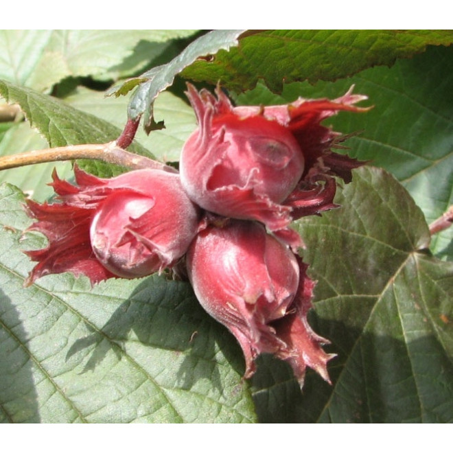 Lazdynas paprastasis (Corylus avellana) 'Sirena'
