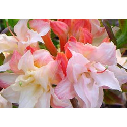 Azalija (Rhododendron) 'Cannon's Double' rūgšti durpė auga saulėje meta lapus žydi