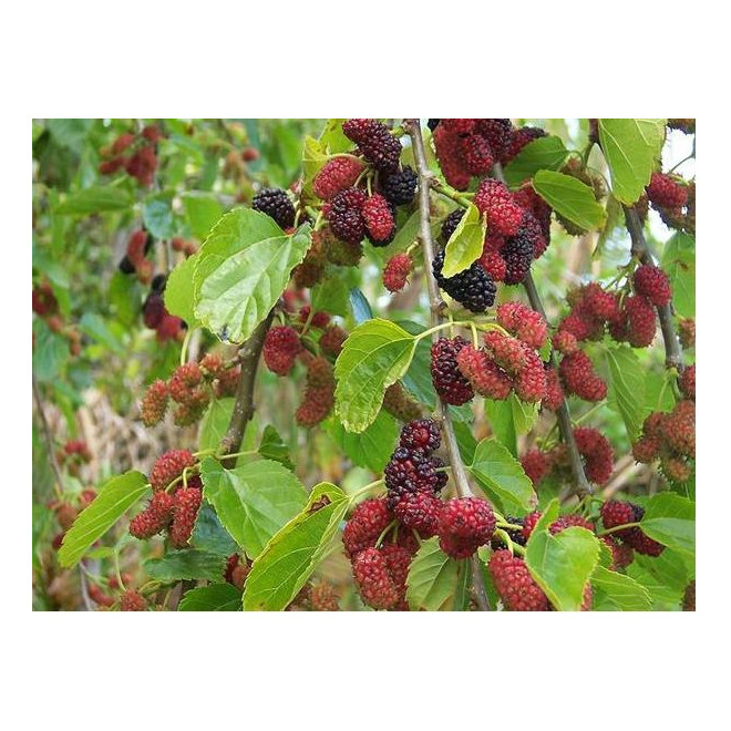 Šilkmedis juodasis (Morus nigra) saldžios skanios juodos uogos