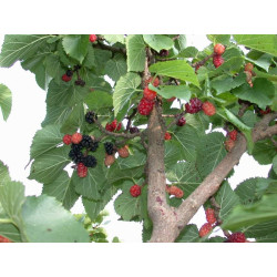 Šilkmedis juodasis (Morus nigra) saldžios skanios juodos uogos
