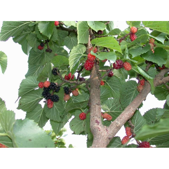 Šilkmedis juodasis (Morus nigra) saldžios skanios juodos uogos