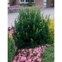 Kukmedis tarpinis (Taxus x media) 'Hicksii' lengvai formuojamas koloniškas pavėsiui