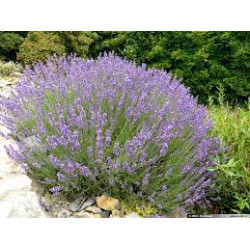 Levanda tikroji (Lavandula angustifolia)
