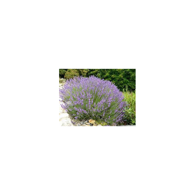 Levanda tikroji (Lavandula angustifolia)