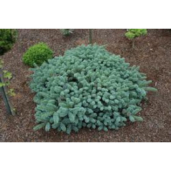 Kėnis korėjinis (Abies koreana) 'Blue Magic'