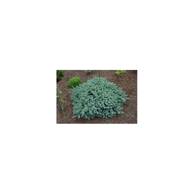 Kėnis korėjinis (Abies koreana) 'Blue Magic'