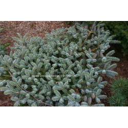 Kėnis korėjinis (Abies koreana) 'Blue Magic'
