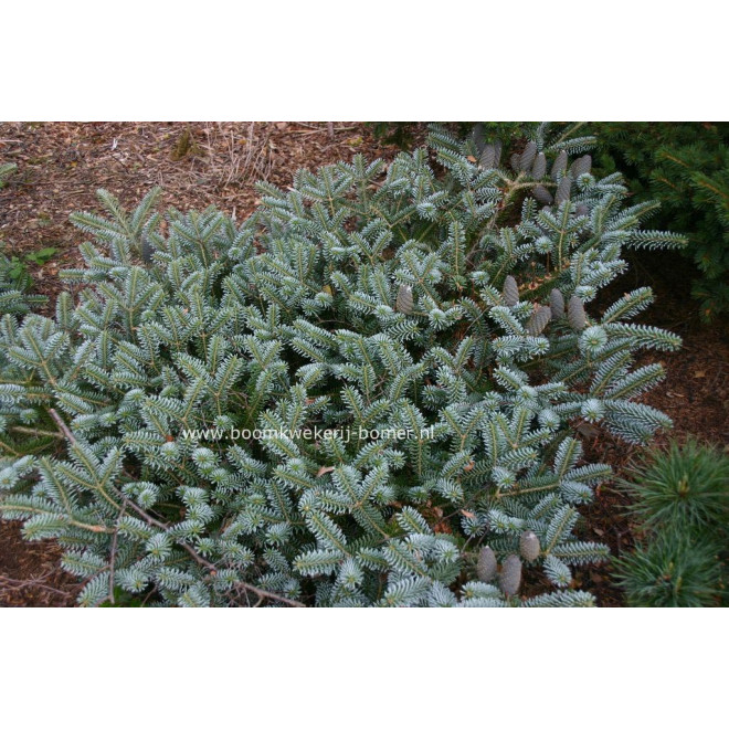 Kėnis korėjinis (Abies koreana) 'Blue Magic'