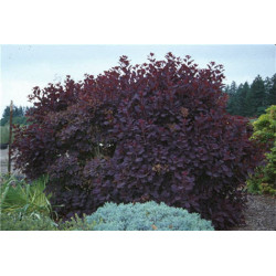 Pūkenis europinis (Cotinus coggygria) 'Royal Purple'