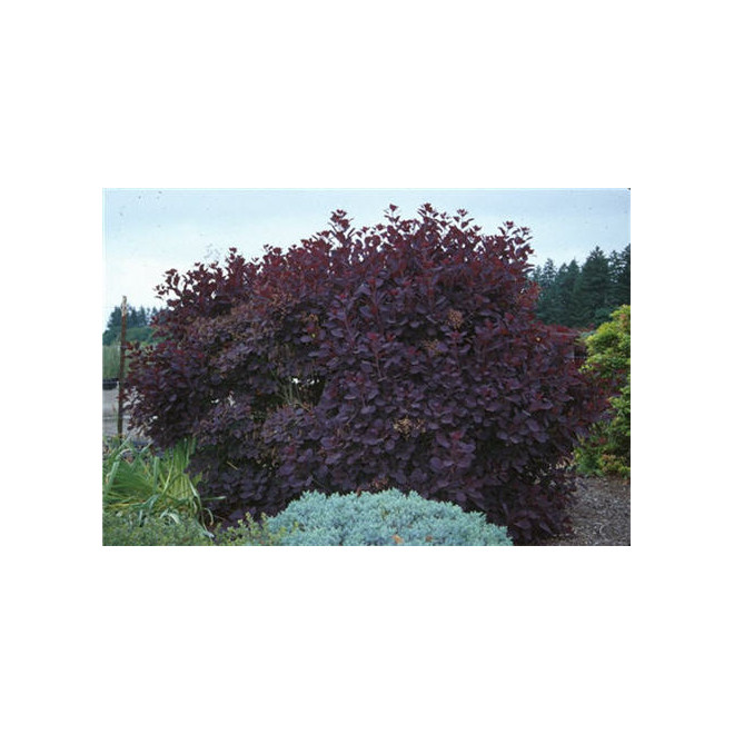 Pūkenis europinis (Cotinus coggygria) 'Royal Purple'