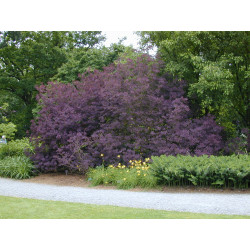 Pūkenis europinis (Cotinus coggygria) 'Royal Purple'