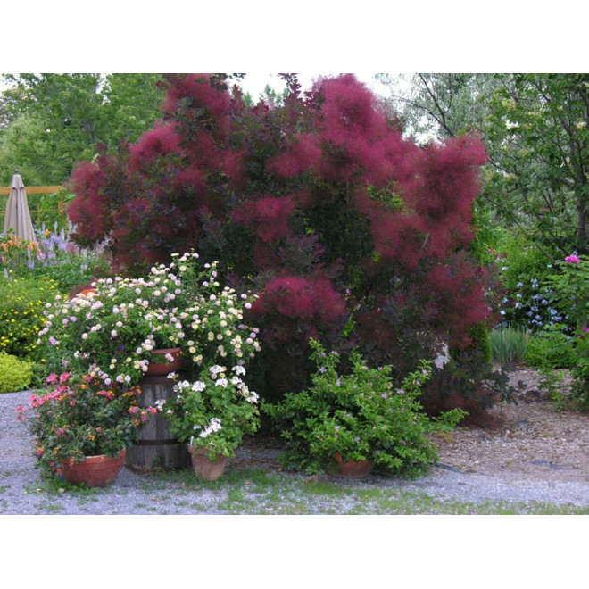 Pūkenis europinis (Cotinus coggygria) 'Royal Purple'