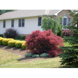 Pūkenis europinis (Cotinus coggygria) 'Royal Purple'