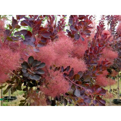 Pūkenis europinis (Cotinus coggygria) 'Royal Purple'