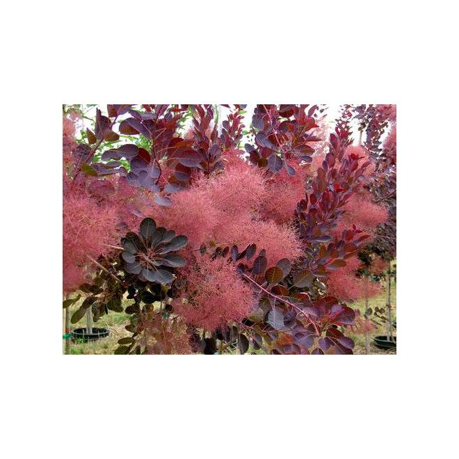 Pūkenis europinis (Cotinus coggygria) 'Royal Purple'
