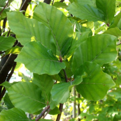 Bukas paprastasis (Fagus sylvatica) 'Dawyck'