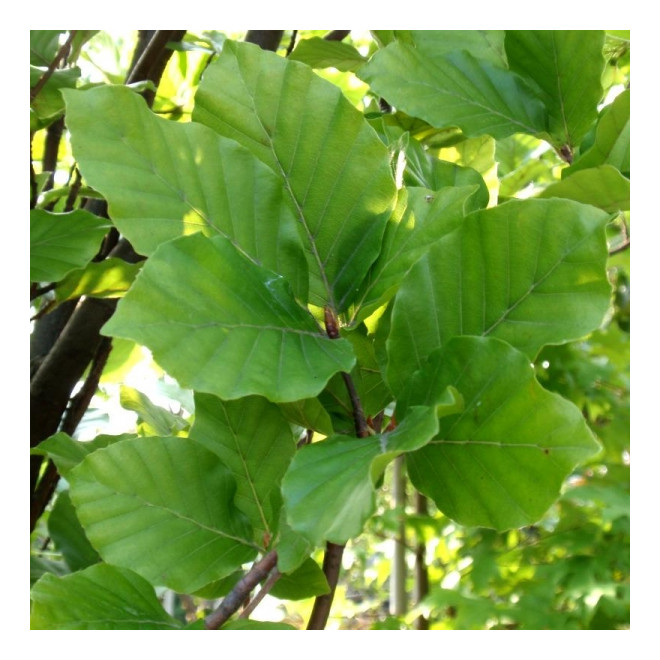 Bukas paprastasis (Fagus sylvatica) 'Dawyck'