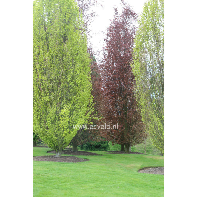 Bukas paprastasis (Fagus sylvatica) 'Dawyck'
