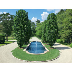 Bukas paprastasis (Fagus sylvatica) 'Dawyck'