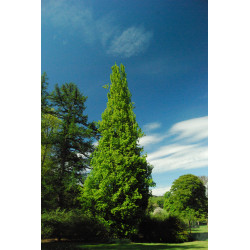 Bukas paprastasis (Fagus sylvatica) 'Dawyck'
