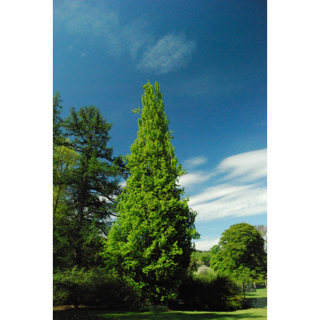Bukas paprastasis (Fagus sylvatica) 'Dawyck'