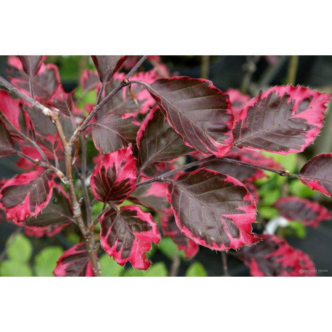 Bukas paprastasis (Fagus sylvatica) 'Purpurea Tricolor'