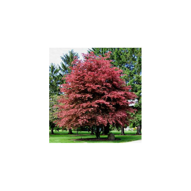 Bukas paprastasis (Fagus sylvatica) 'Purpurea Tricolor'