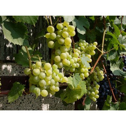 Vynmedis (Vitis) 'Iza Zaliwska' saldžios desertinės