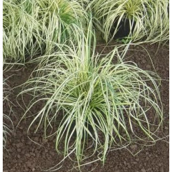 Viksva (Carex conica)  'Snowline' alpinariumams pavėsingiems sodams