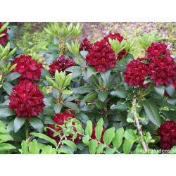 Rododendras (Rhododendron) 'Kali'