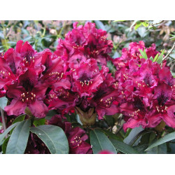 Rododendras (Rhododendron) 'Kali'