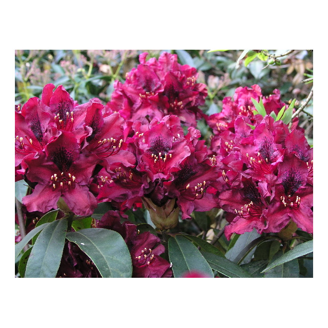 Rododendras (Rhododendron) 'Kali'