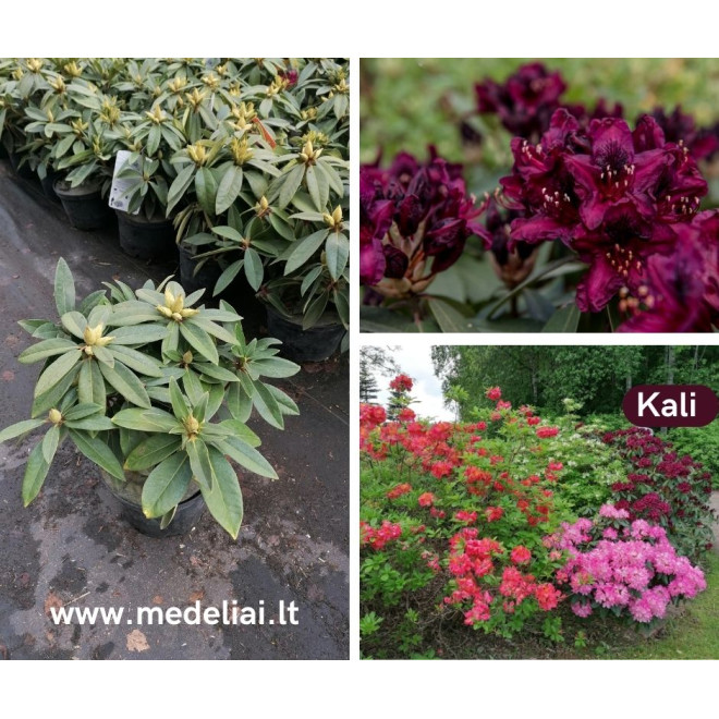Rododendras (Rhododendron) 'Kali'