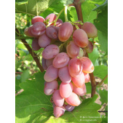 Vynmedis (Vitis) 'Aročnyj'