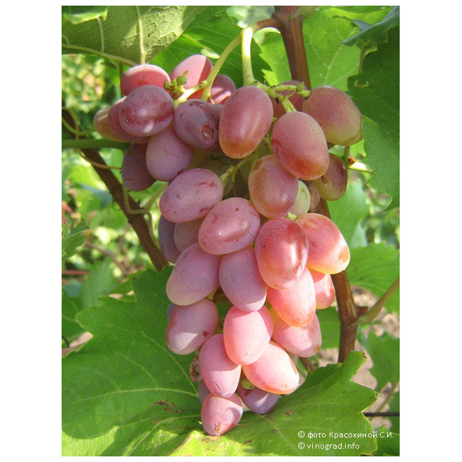 Vynmedis (Vitis) 'Aročnyj'