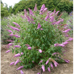 Budlėja davido (Buddleja davidii) 'Pink Delight'