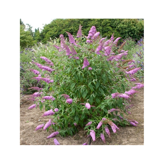 Budlėja davido (Buddleja davidii) 'Pink Delight'
