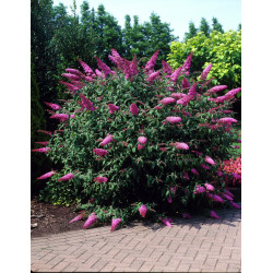 Budlėja davido (Buddleja davidii) 'Pink Delight'