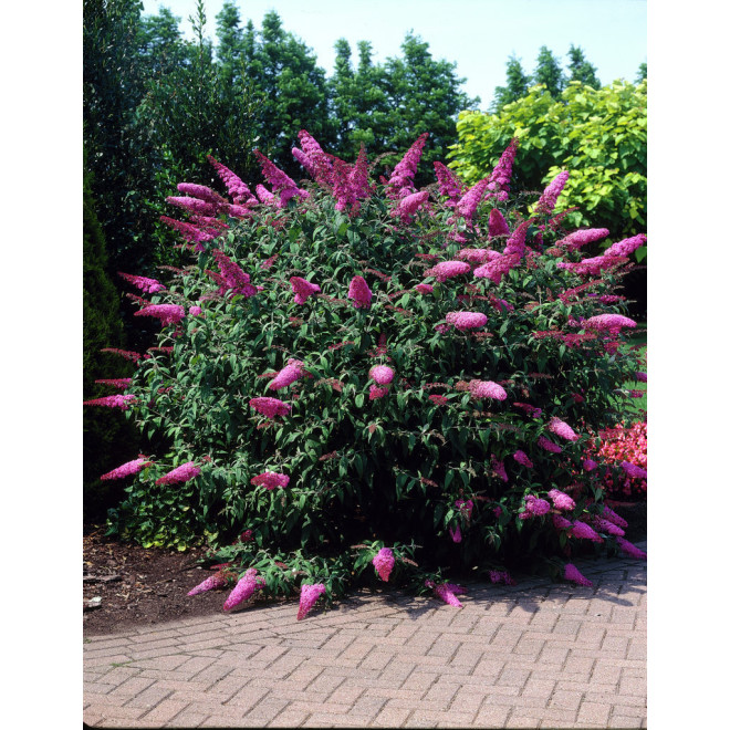 Budlėja davido (Buddleja davidii) 'Pink Delight'