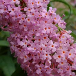 Budlėja davido (Buddleja davidii) 'Pink Delight'