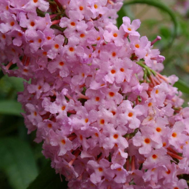Budlėja davido (Buddleja davidii) 'Pink Delight'