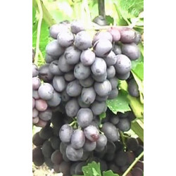 Vynmedis (Vitis) 'Krasa Nikopolia'