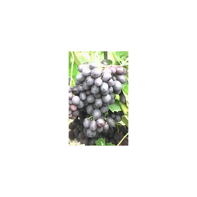Vynmedis (Vitis) 'Krasa Nikopolia'