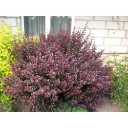Raugerškis tumbergo  (Berberis thunbergii)  'Dart's Red Lady'